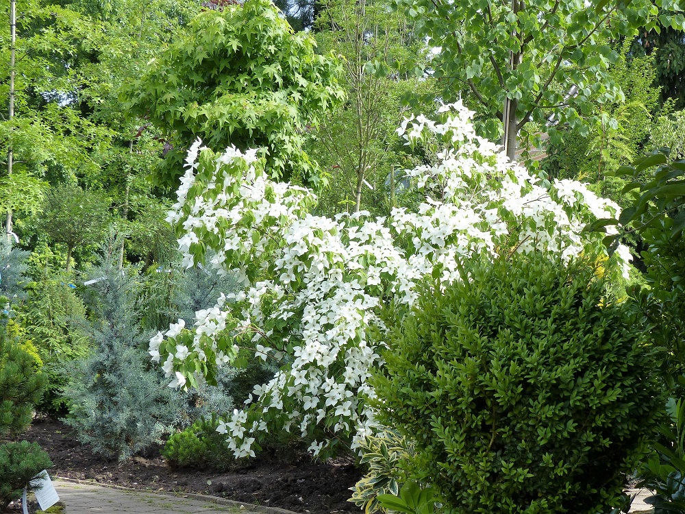 Vogg_Sommer_2016 4.jpg